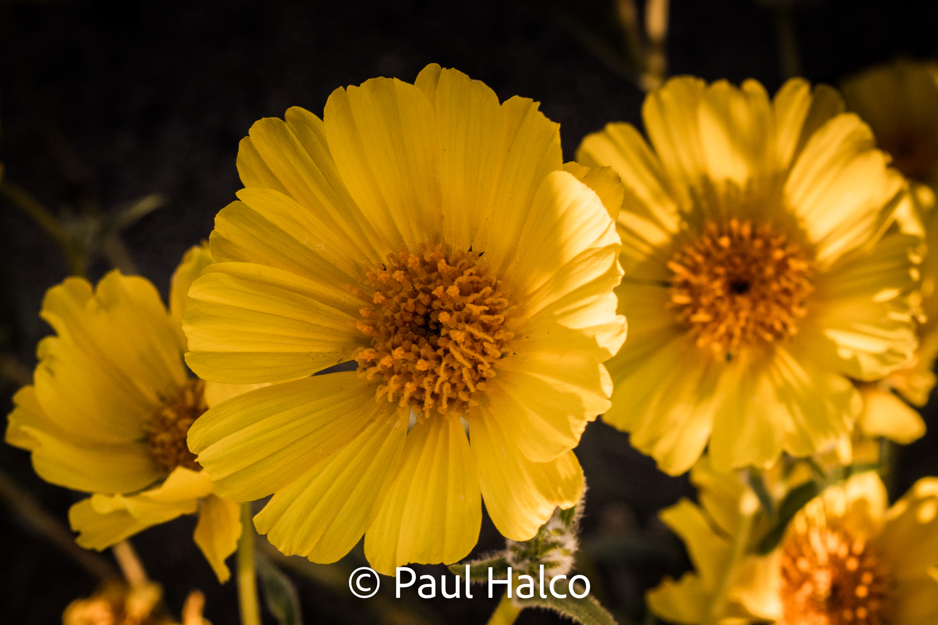 Paul Halco - Death Valley NP-11